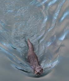 Sea otters can be seen in the area