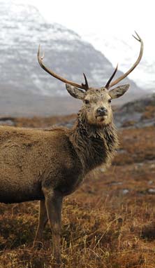 Deer stalking and rough shooting can be arranged