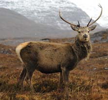 Red deer can be seen on the Ben Damph estate